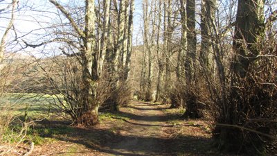 8  - The Lady's Walk, Bowhill Estate