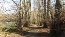 8  - The Lady's Walk, Bowhill Estate